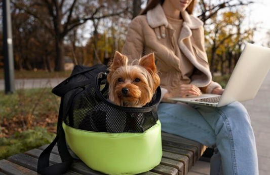 The Ultimate Guide to Pet Travel Accessories: Everything You Need for a Seamless Journey
